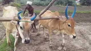 bullock bullock cart loading video bullock using agriculture to from village green