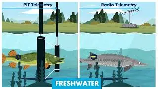 Telemetry - A window into the aquatic world