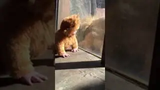 Lion Baby Meets His Namesake - Part 2