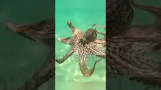 A Octopus Fact #interestingfacts #octopus #fun #shutterstock