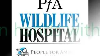 Alpana Bhartia - Peafowl rehabilitation at PfA Bangalore