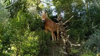 A moment of paddock life - Noah on the slope dic2021