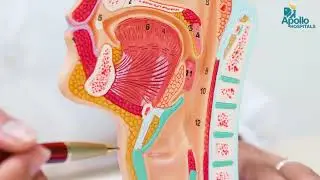 Thermoplastie Bronchique : Traitement pour l&rsquo;Asthme S&eacute;v&egrave;re | Dr. Ilangho | Apollo Hospitals