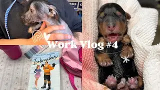 vet tech work vlog #4 || emergency c section & reading icebreaker 🐕⛸️💫