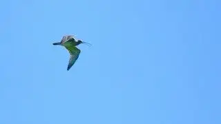 Curlew Country