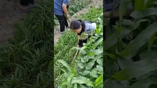 #Harvesting bitter gourd leaves