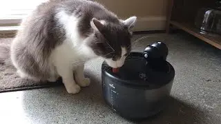 Cat Fountain battery powered CAT APPROVED