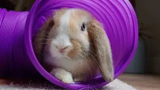 Holland Lop Bunny Playing | Funny Baby Rabbit Jumping