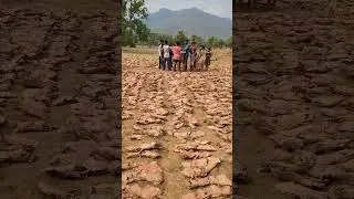 తునికాకు కళ్ళం #villagevoices #villagelife