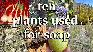 Guayacan & 9 other soap plants.