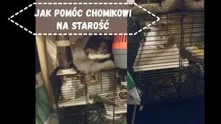 Jak pom&oacute;c chomikowi na starość / przeprowadzka / niestety m&oacute;j Ciapek po kilku dniach po zmarł :(