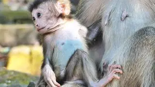 beautiful lovely adorable baby monkey Aubrey so lucky to have  queen April as mom