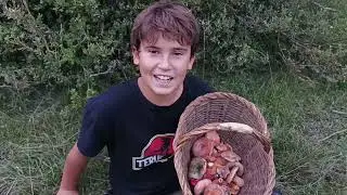 Tercer dia buscant bolets 2025 / Rovellons 2025 / Setas 2025 / Niscalos 2025  / Mushrooms 2025