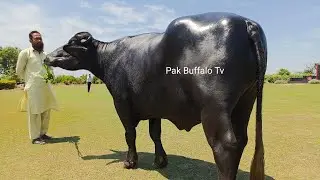 Top Line Bulls || High Milking Nili Ravi Buffalo Bull Semon || CEB G SPU