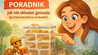 PORADNIK jak nie składać gniazda od MrówSon (przeprowadzka C. thoracicus)