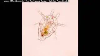 algova 1 Mio. Copepoden Eier  Zuchtansatz Cyclops H&uuml;pferling Ruderfukrebsvideo