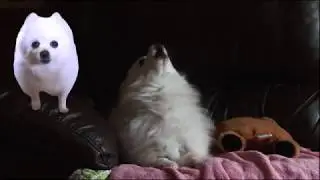 Never gonna give you up Gabe the dog