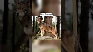 Tiere Die Bald Aussterben Werden🥹 #shorts #tiere