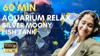 60 Min Aquarium Relax Silver Moony Fish Tank
