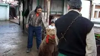 DANCING BEARS IN SERBIA