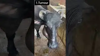swelling of mandible #veterinary #shorts #viralshorts #shortsfeed #trendingshorts #cow