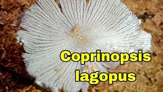 Coprinopsis lagopus