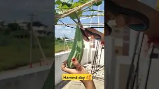 Harvesting Ridgeguard🥰 #youtubeshorts #shortvideo #shorts #happy #viralvideo