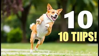 10 Essential Dog Training Tips Every New Owner Should Know