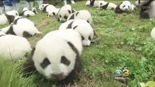 36 Panda Cubs Make Debut At China Breeding Center