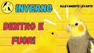 Inverno: come tenere pappagalli e canarini? Dentro o fuori?