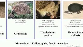 Mamach, ord Eulipotyphla, fine Erinaceidae erinaceus atelerix paraechinus mammal concolor parvus