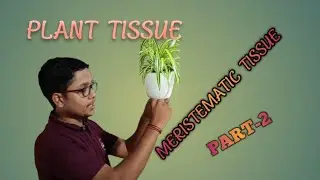 [ PLANT TISSUE ] PART-2, [APICAL , RADIAL , INTERCALARY MERISTEMATIC TISSUE ].BY-PRASHANT SINGH.