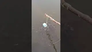 How to make a fish trap with plastic bottle - Awesome Life Hacks!  #fish