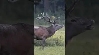 Rotwildbrunft 2024
