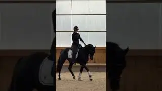 cours avec mon nouveau cheval #equitation #dressage