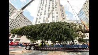 Christmas tree  | Decorating a towering Christmas   Tree | 🌲 