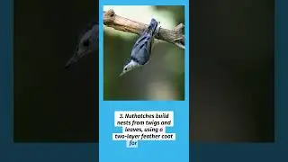 Where Do Small Birds Go In Winter? 9 Amazing Survival Secrets