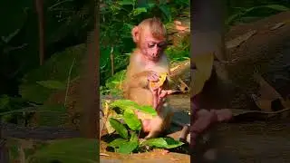 Beyond Bananas: The Rich Diversity of Monkey Lifestyles Primate Paradise: A Deep Dive into the World