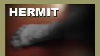 ✨ Hermit - The Path of Wildness - LylesBrother