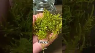 I Made a Terrarium For Tiny Bugs!🐞