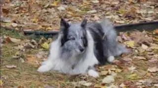 Buckley Shelties #3