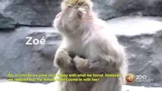 Surprise chez les macaques japonais! A surprise from the Japanese Macaques!