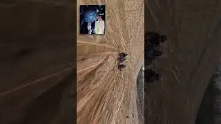 Mi&eacute;rt &eacute;lnek tov&aacute;bb a nők, mint a f&eacute;rfiak? Igen!🤣 Amon Oliver raptor m&eacute;rős vide&oacute;ja