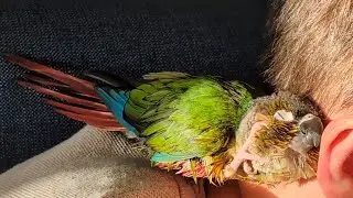 What Does My Green Cheek Conure Do After Having A Bath 🤗🥰