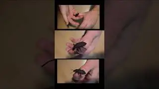 un col&eacute;opt&egrave;re dans le terrarium d'un gecko #superworm #insectes #coleoptera