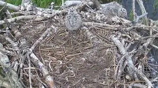 GBBG Chick getting worryingly close to the edge of the nest.
