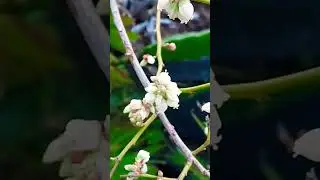 BLUEBERRY BUDS