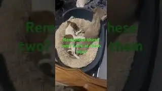 Although their sibling sadly didn&rsquo;t make it, these two are perfect puppies! | Paws2Rescue