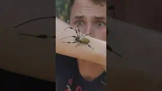 Banana Spider CHALLENGE!