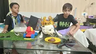 my dog 1st birthday 🎂.. dog unimpressed with birthday 😭 डॉग गुस्सा हो गया #dog  #puppy #1stbirthday